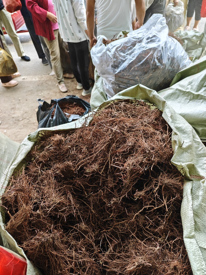 中药材，茜草鸿茅根野生茜草，大量供应野生茜草鸿茅根