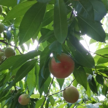 砀山产区水蜜桃大量上市