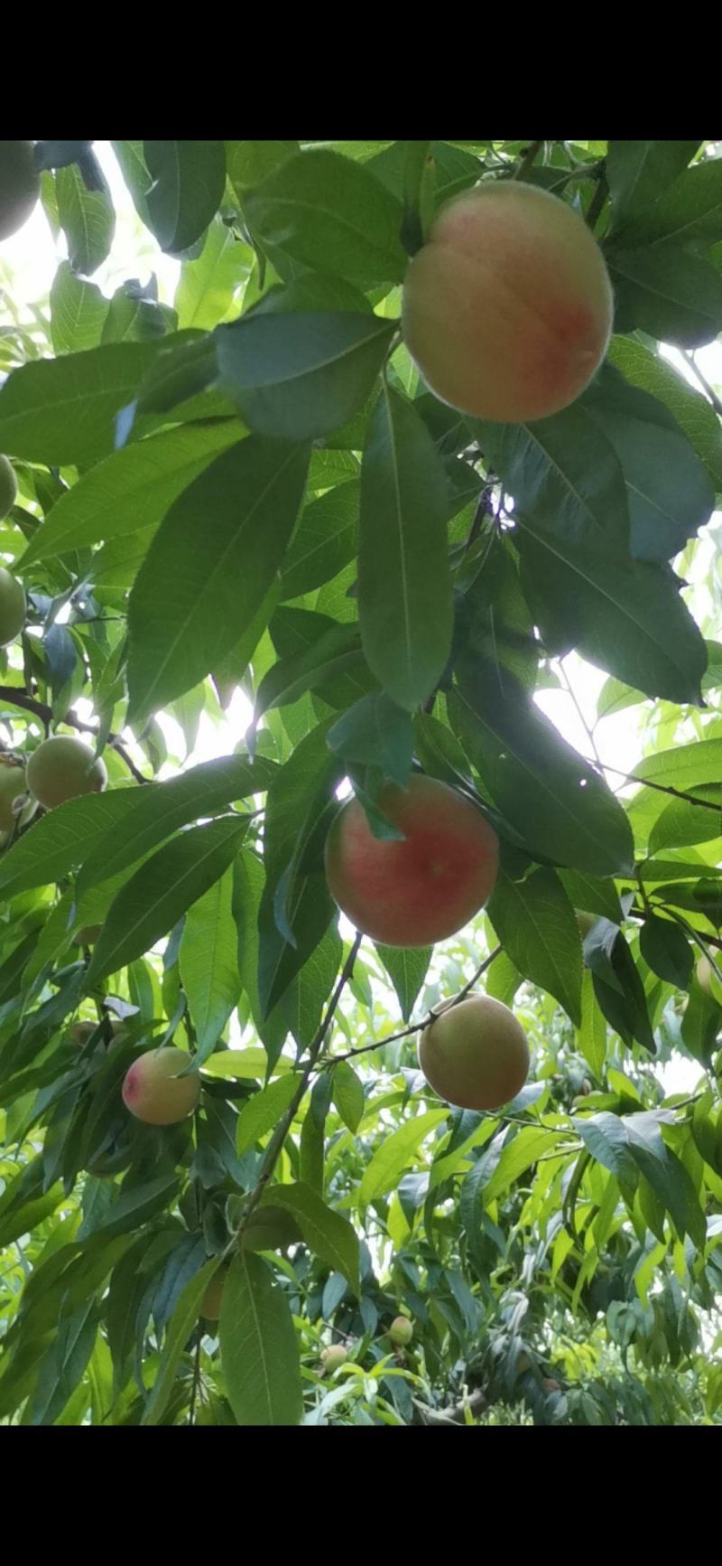 砀山产区水蜜桃大量上市