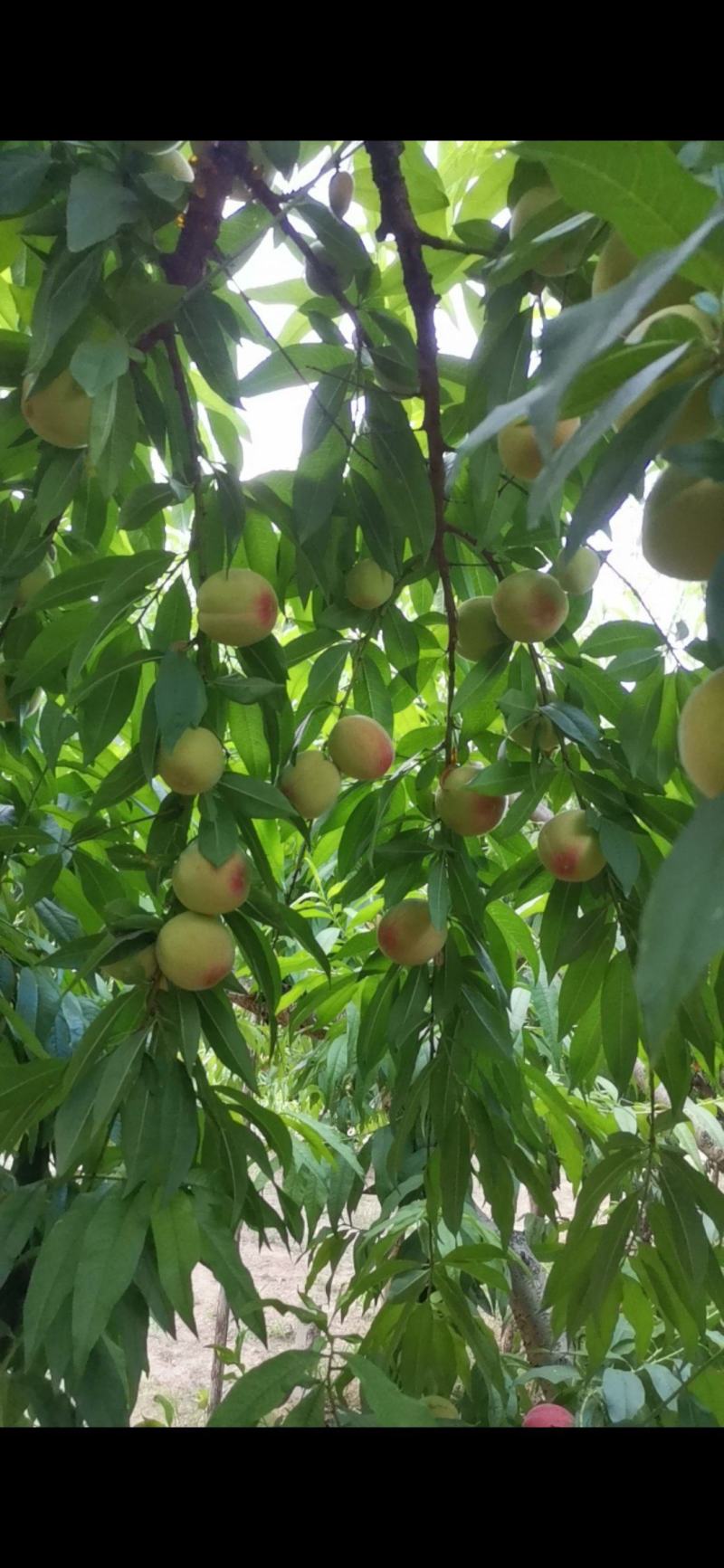 砀山产区水蜜桃大量上市