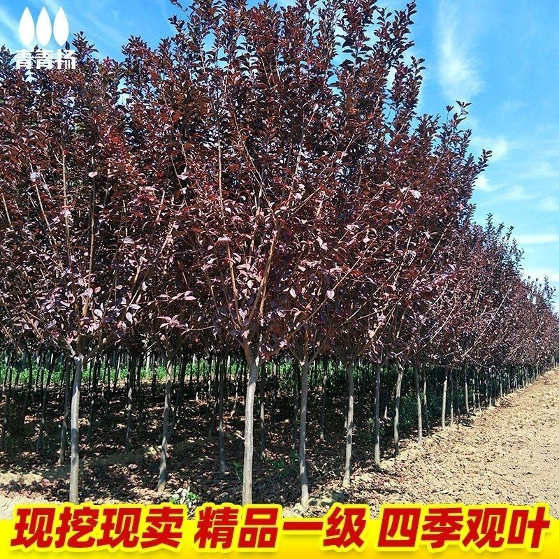 红叶李占地处理，2-3-4公分紫叶李紫叶树苗绿化工程