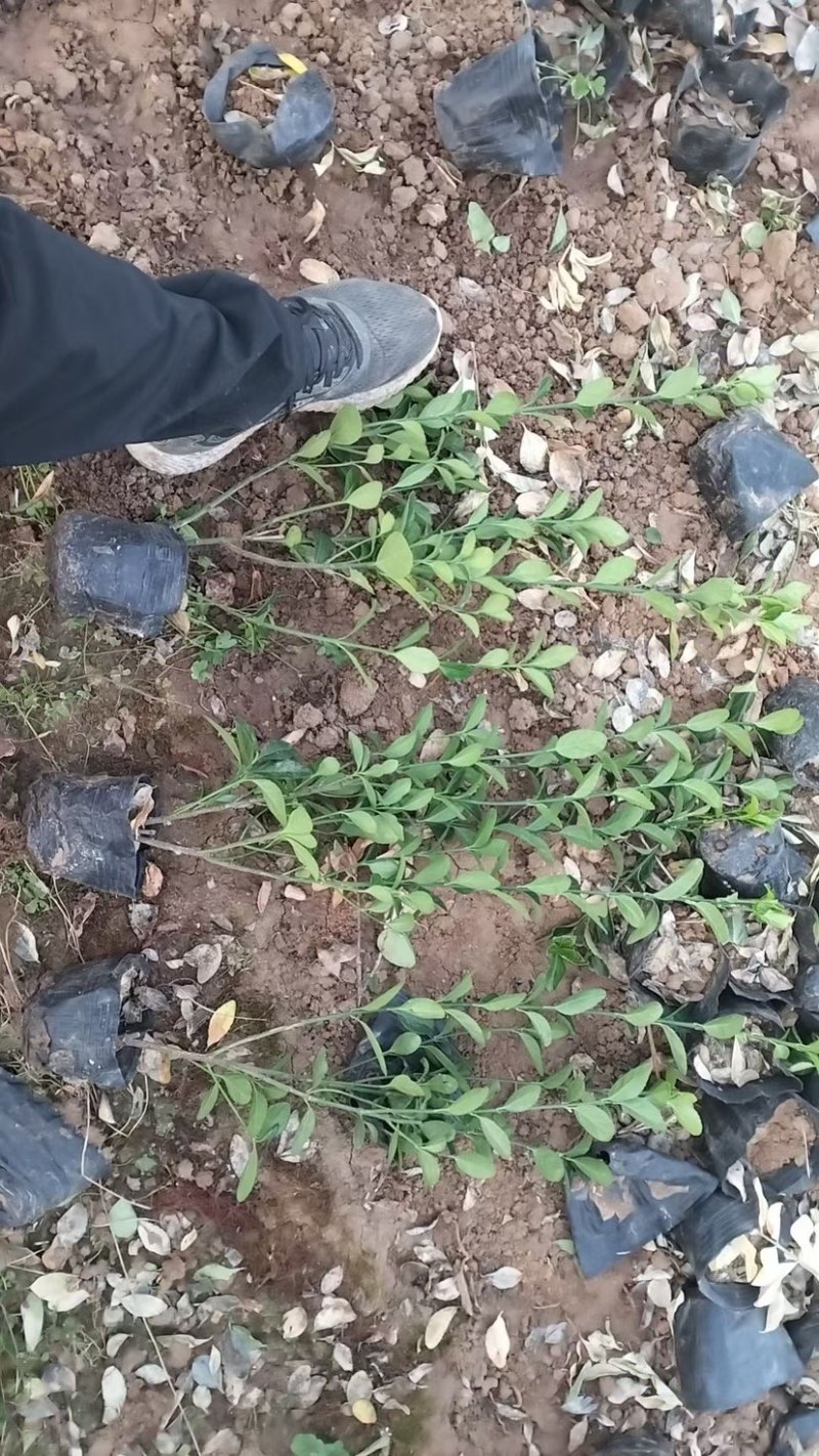 大叶冬青常绿灌木小区公路园林绿化专用裸根杯苗