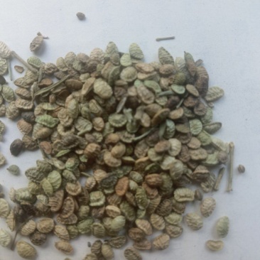 扬柴，治沙绿化草籽