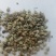 扬柴，治沙绿化草籽