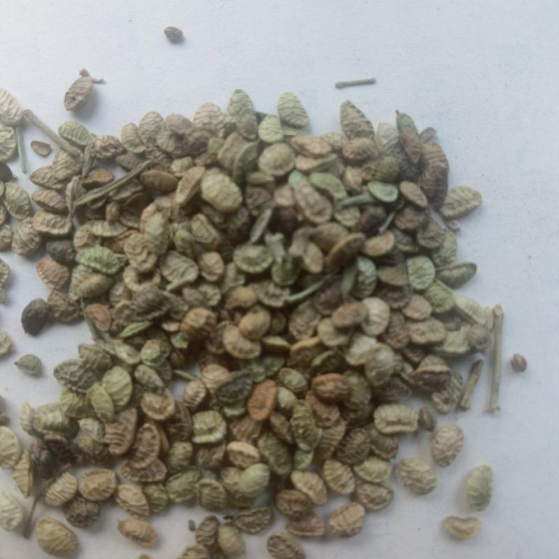 扬柴，治沙绿化草籽