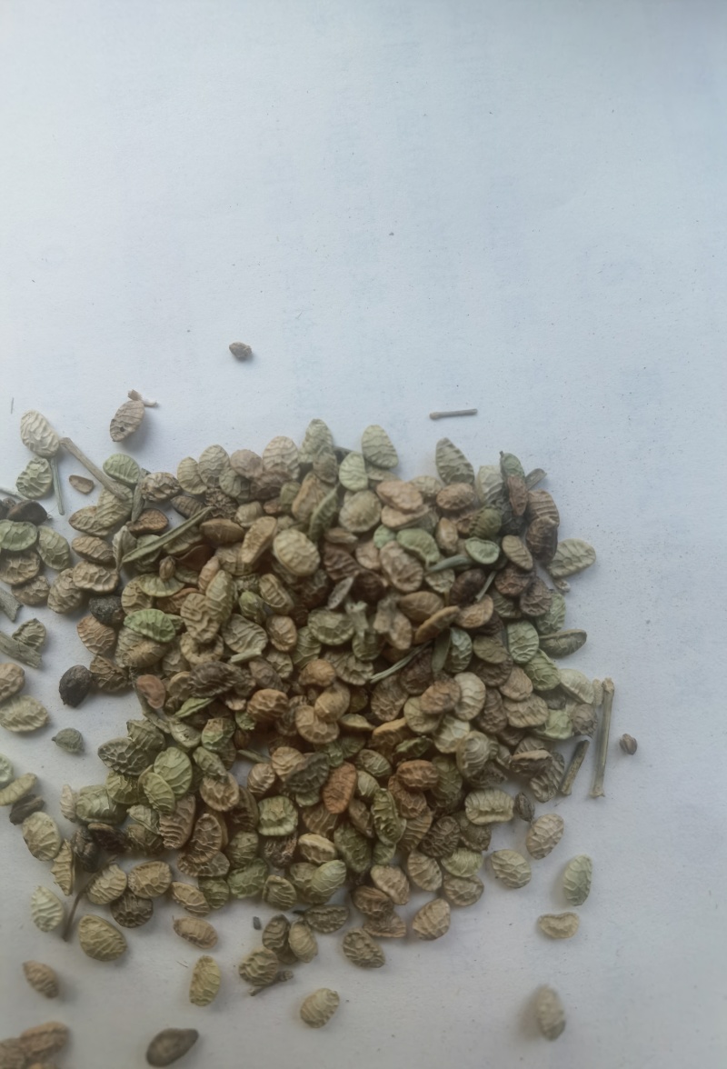 扬柴，治沙绿化草籽