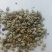 扬柴，治沙绿化草籽