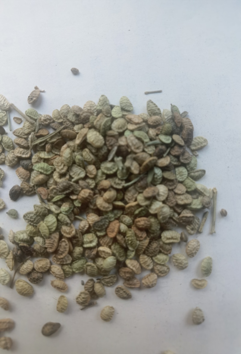 扬柴，治沙绿化草籽