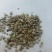 扬柴，治沙绿化草籽