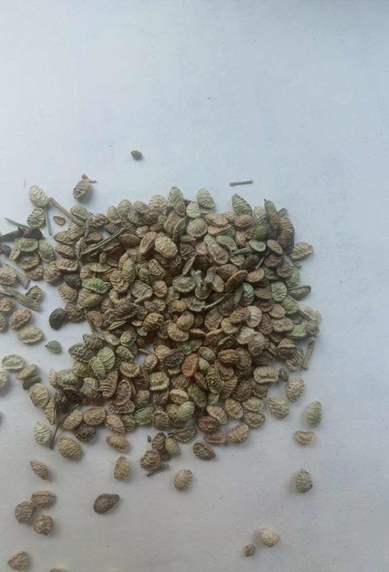 扬柴，治沙绿化草籽
