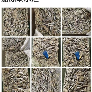 各种鱼饲料