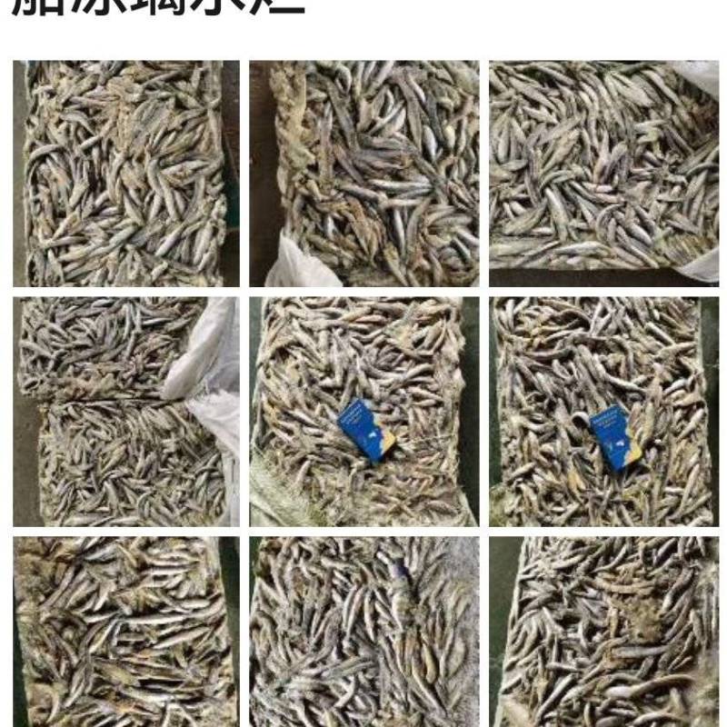 各种鱼饲料