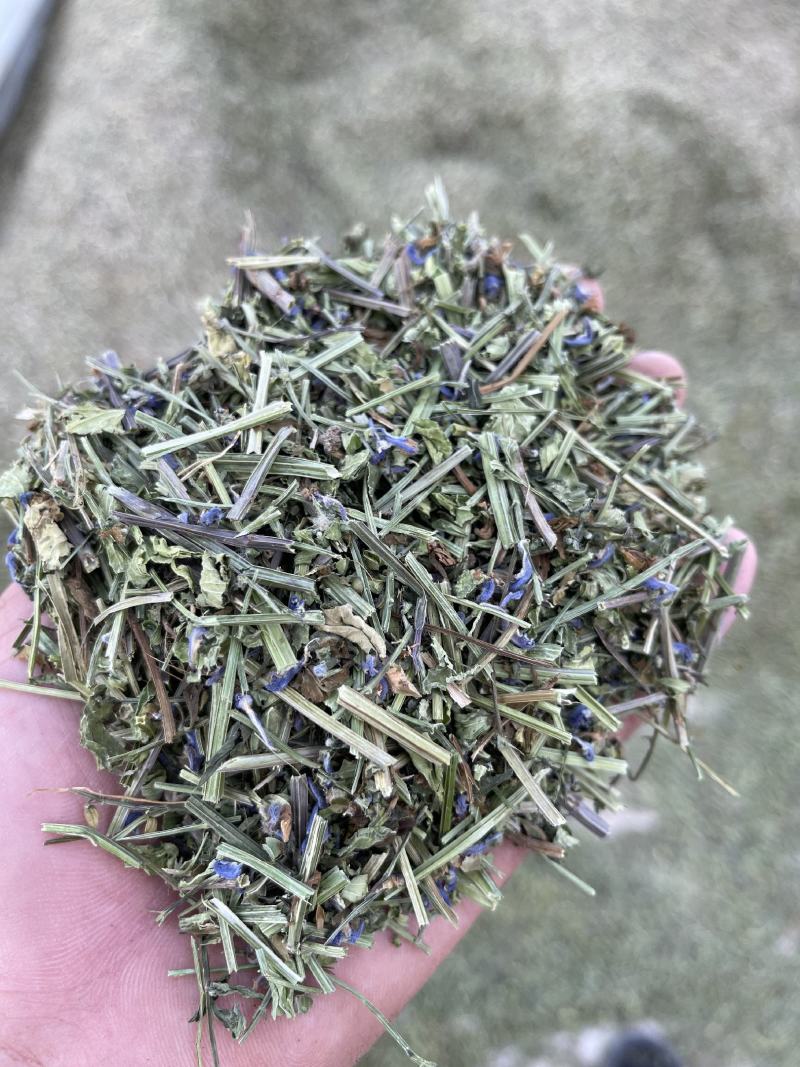 头茬半枝莲片子