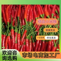 精品小米椒鲜辣椒河南辣椒大量供应市场电商加工厂