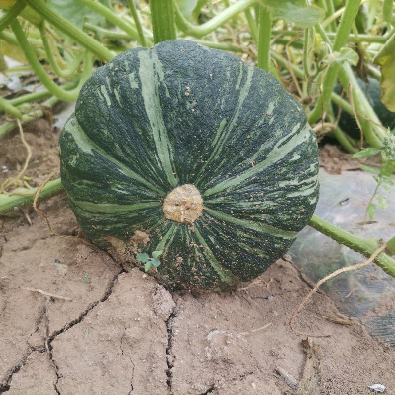 隆尧县赐丰农场板栗南瓜开始销售，期待与您合作