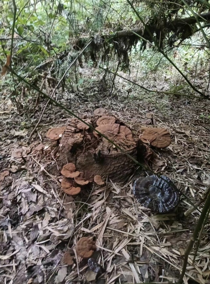 野生灵芝灵芝