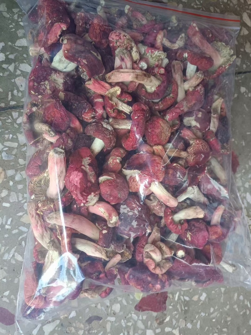 广西野生红菇红菌红椎菌