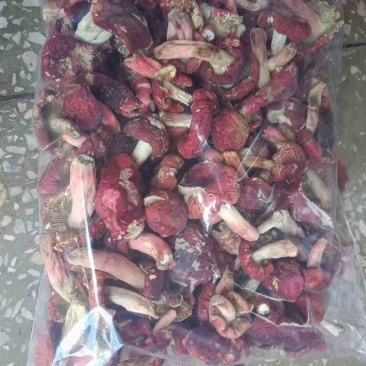广西野生红菇红菌红椎菌
