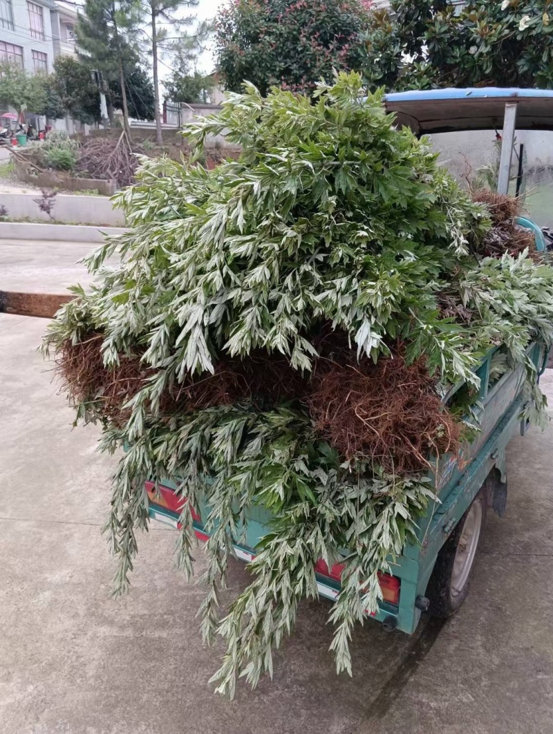 端午节艾草艾叶蕲艾