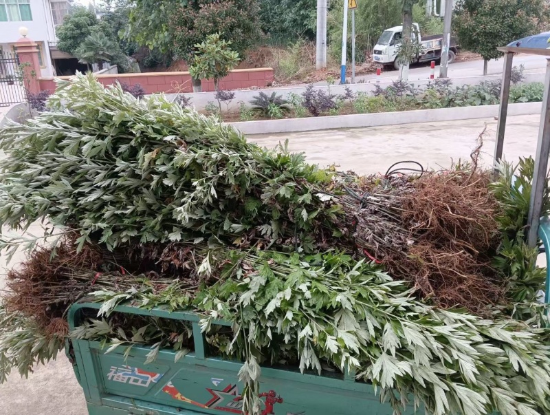 端午节艾草艾叶蕲艾