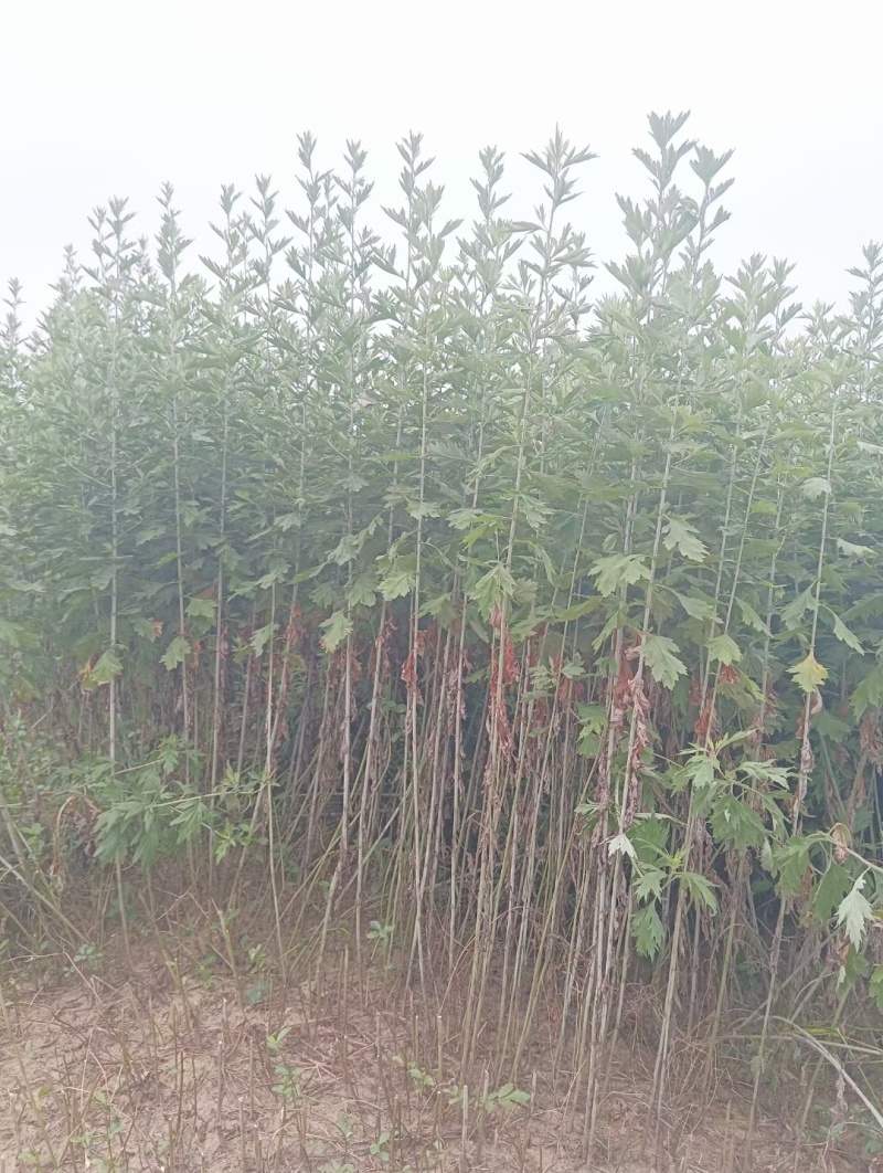 端午节艾草艾叶蕲艾