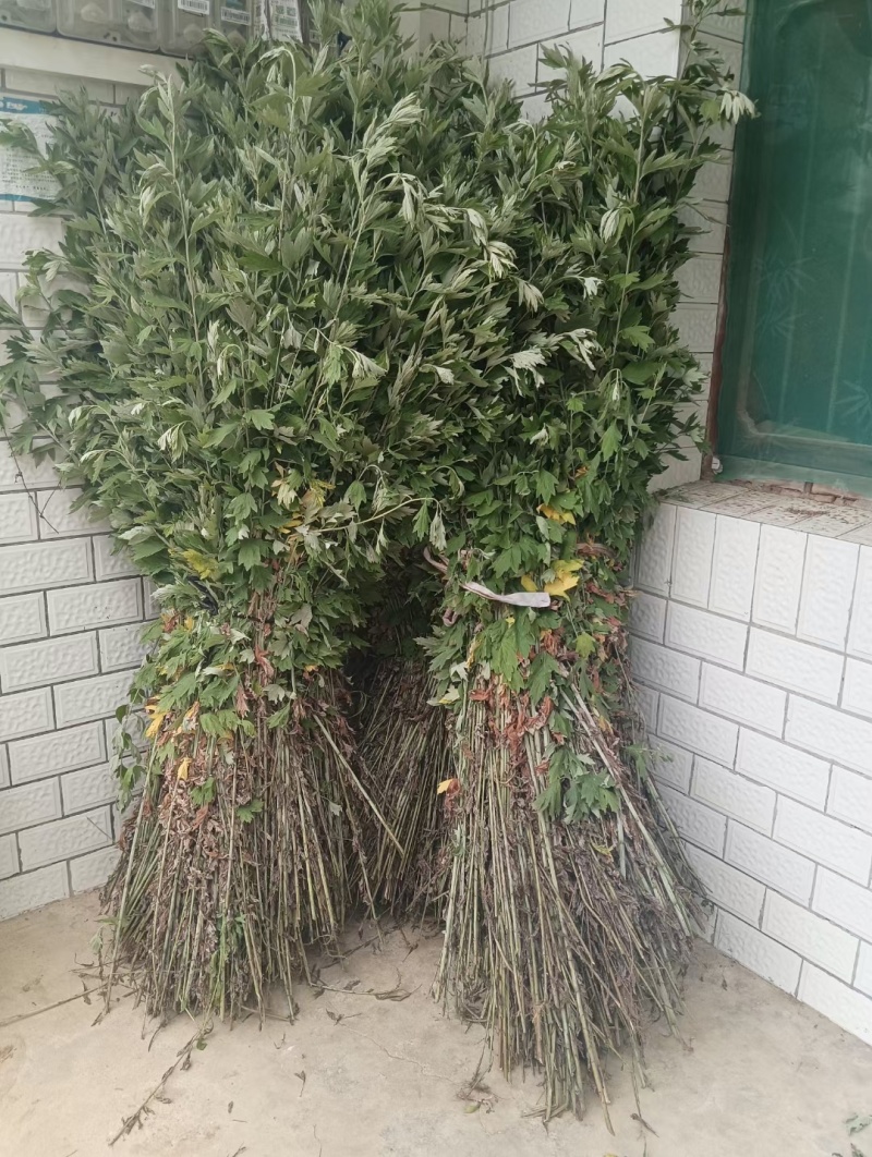 端午节艾草艾叶蕲艾