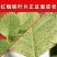 哒螨螺螨酯高效组合装红蜘蛛二斑叶螨茶黄螨杀螨破卵持效期长