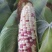 甜玉米花糯玉米水果玉米5斤10斤装量大从优，产区直发