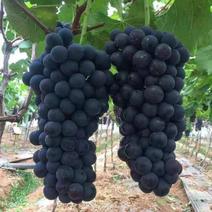 云南精品夏黑葡萄大量上市，品质优良，基地直供