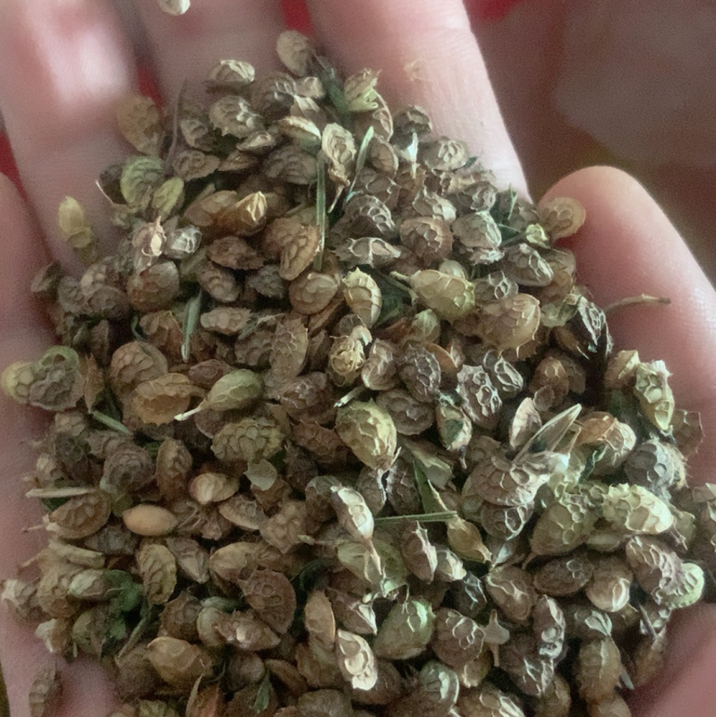 红豆草种子