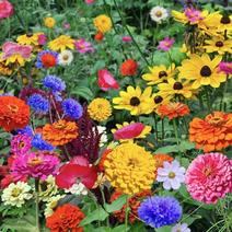 耐寒花种多年生野花组合种子四季开花不断花籽庭院易种活室外