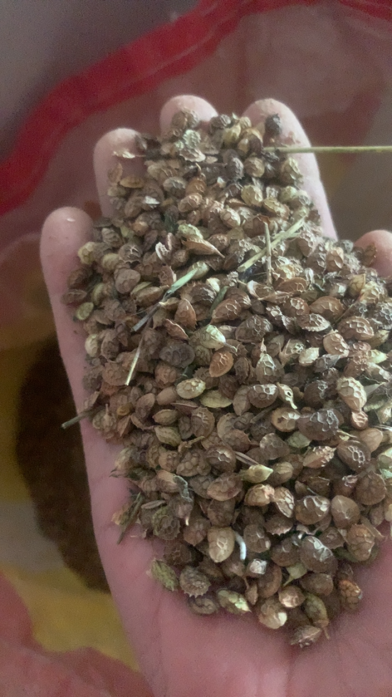 红豆草种子