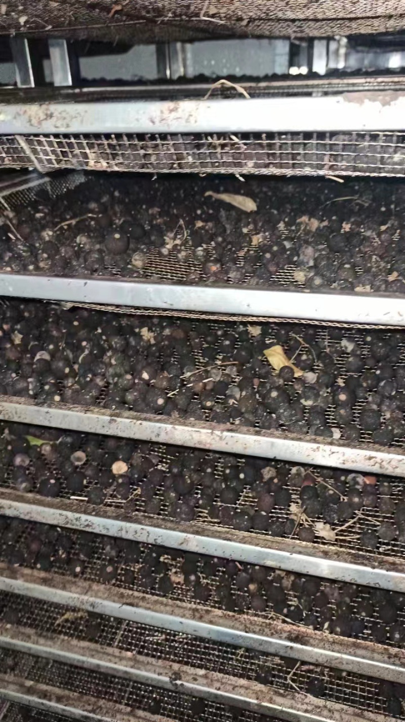 酸橙枳实种植基地直销，批发价