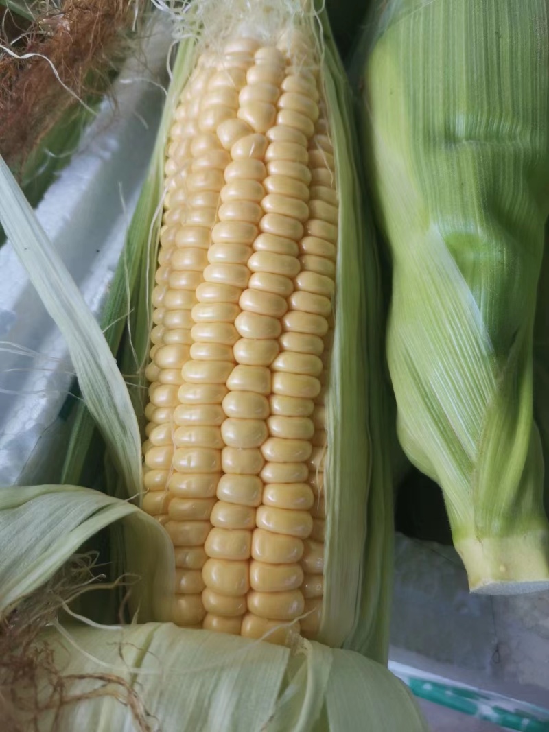 甜玉米花糯玉米水果玉米5斤10斤装量大从优，产区直发
