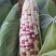 甜玉米花糯玉米水果玉米5斤10斤装量大从优，产区直发