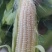 甜玉米花糯玉米水果玉米5斤10斤装量大从优，产区直发