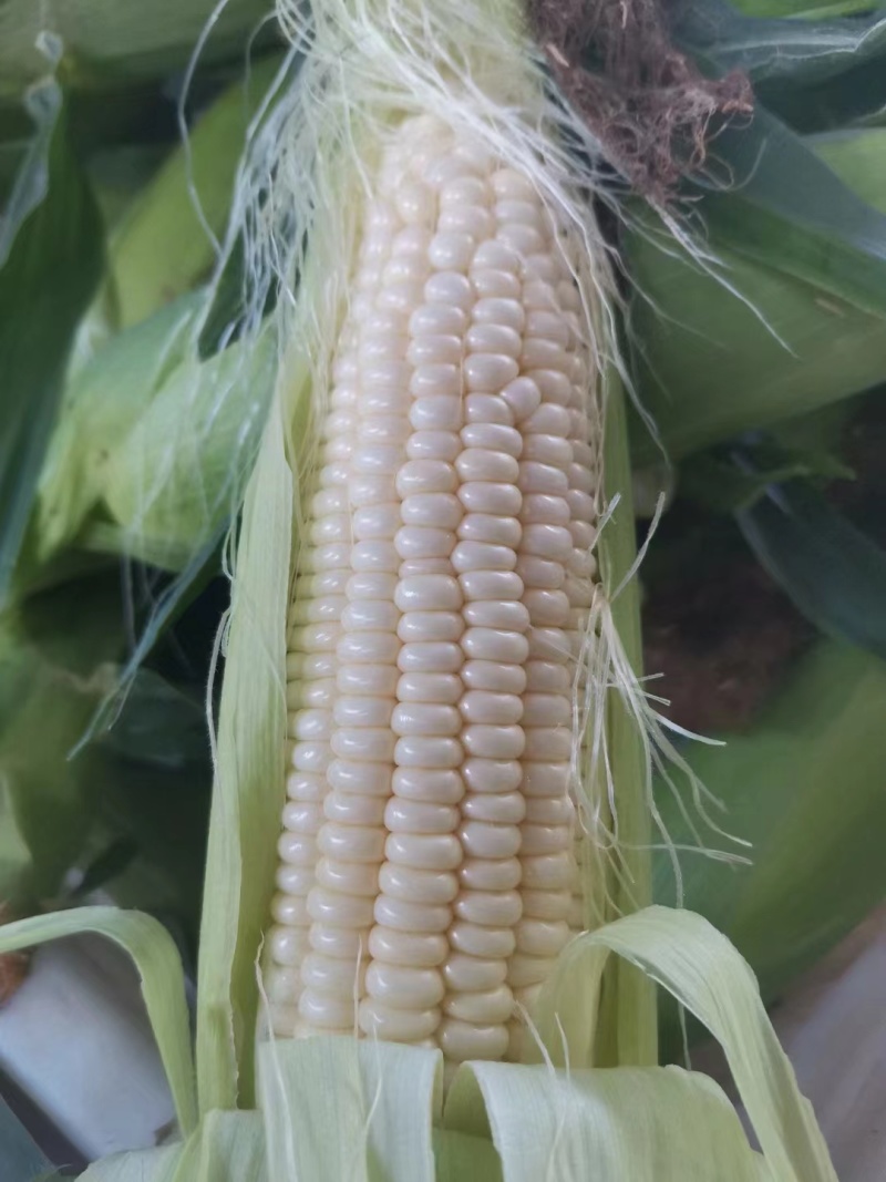 甜玉米花糯玉米水果玉米5斤10斤装量大从优，产区直发