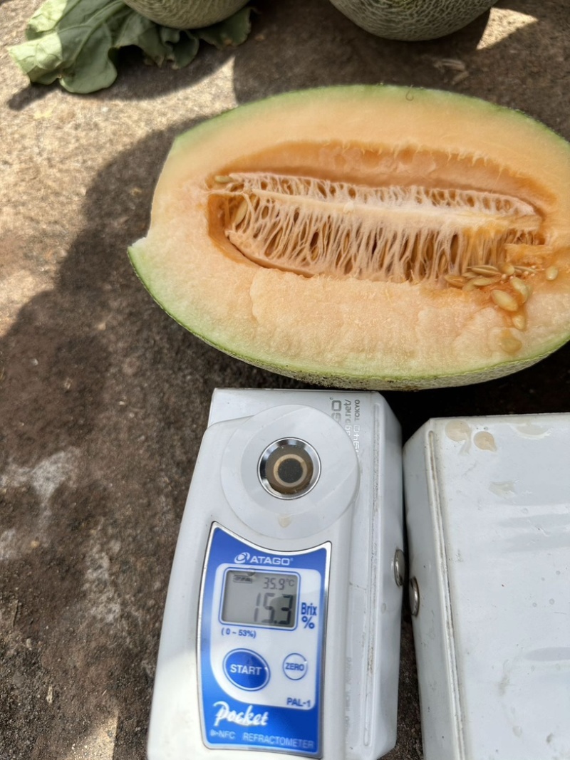 新疆西州蜜哈密瓜正在热销中！