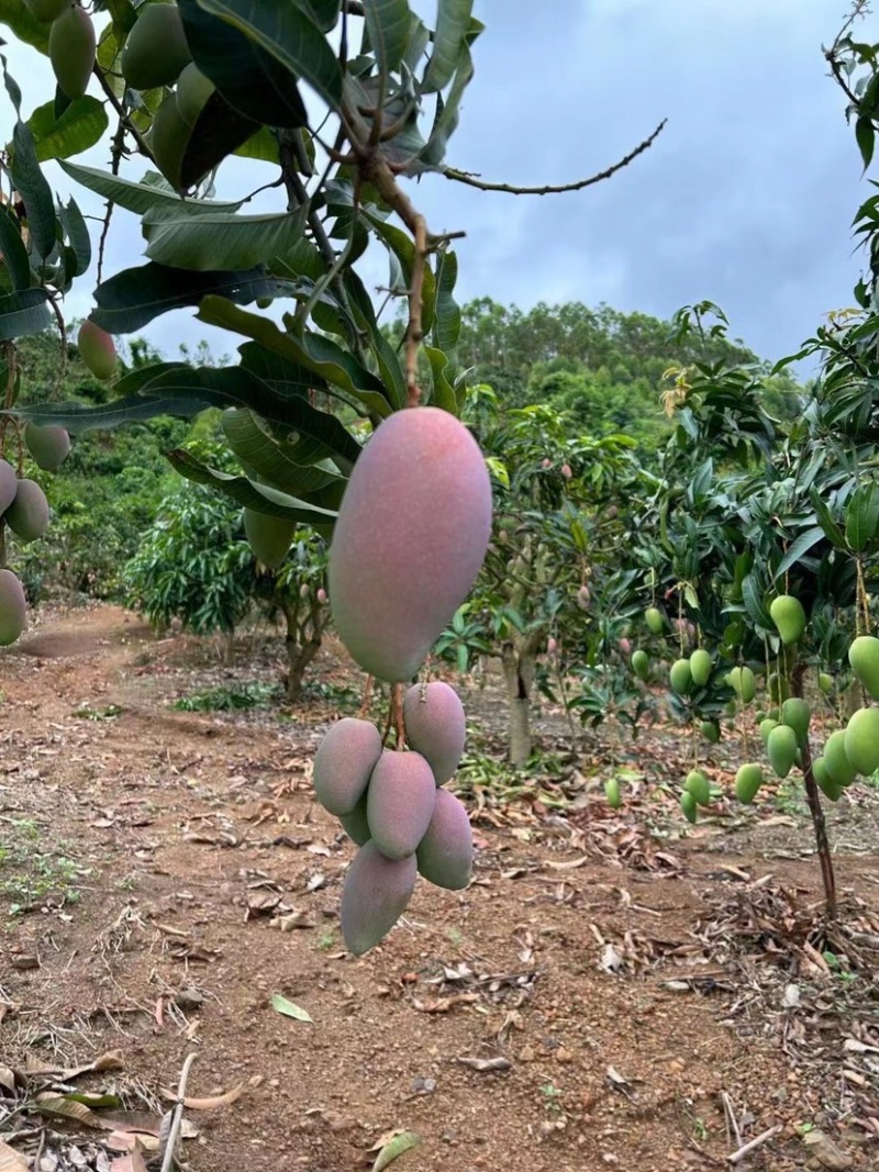 贵妃芒百色芒果一件代发