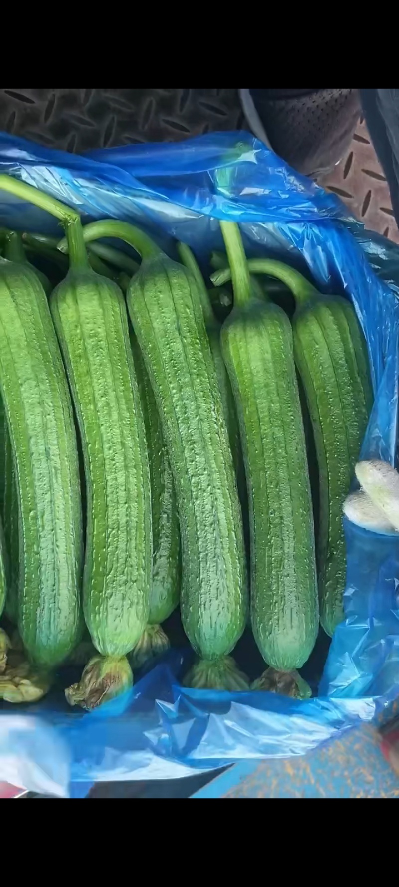 油皮丝瓜