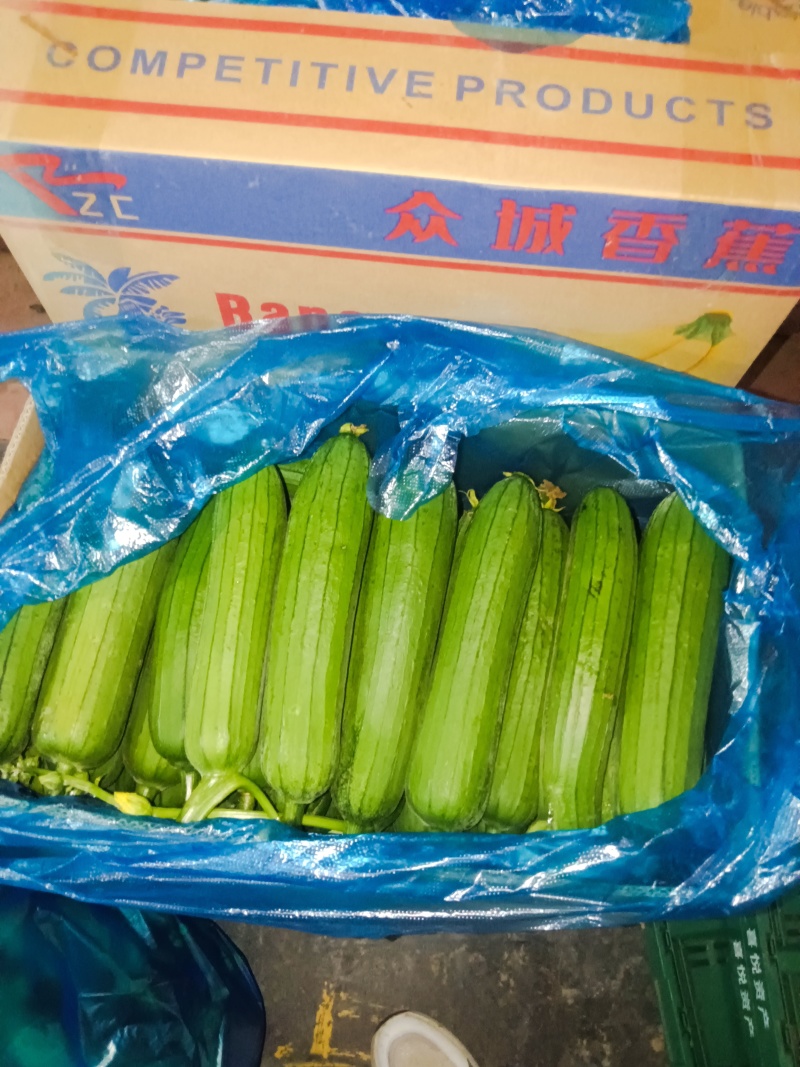 油皮丝瓜