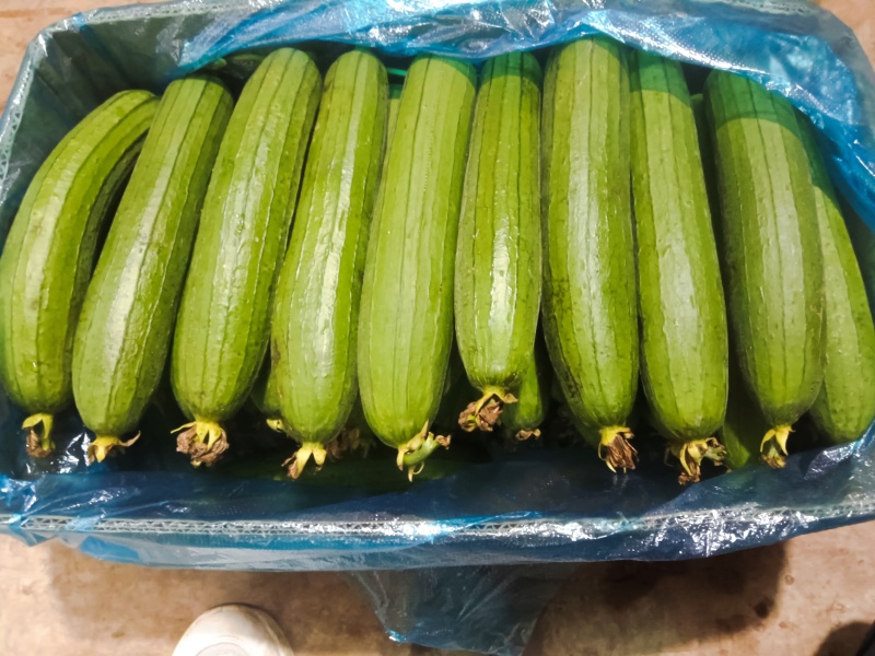 油皮丝瓜