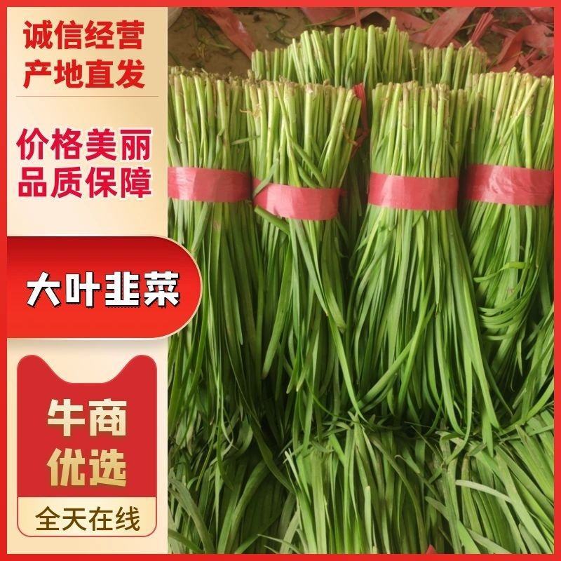 河北大叶韭菜大量上市中一手货源产地直发欢迎来电☎️