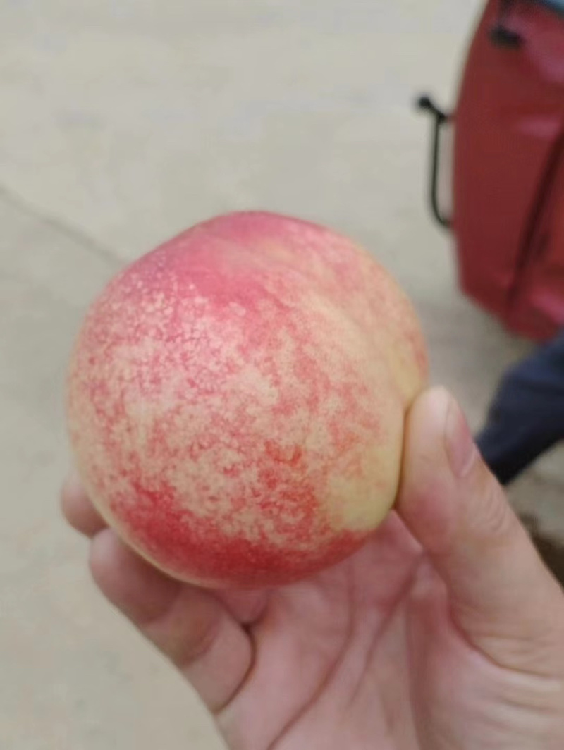 突围毛桃果大颜色靓产地货源多，支持各地整车发货品质保证