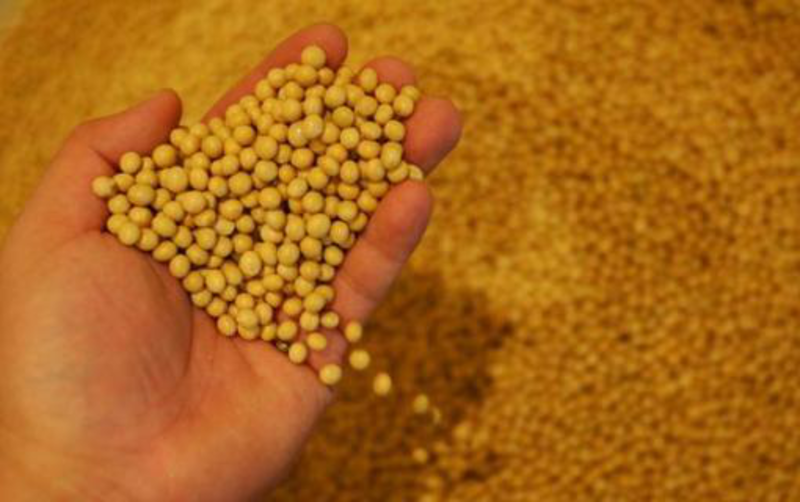 大量供应黄豆，黄豆瓣国产非转高蛋白，源头厂家直销。