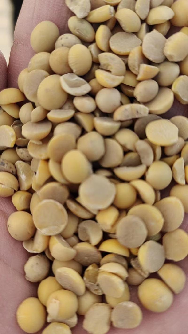 大量供应黄豆，黄豆瓣国产非转高蛋白，源头厂家直销。