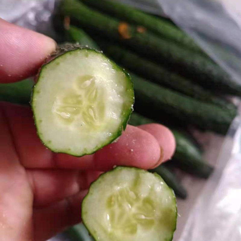 【密刺黄瓜】精品河北黄瓜物美价廉对接全国商超批发