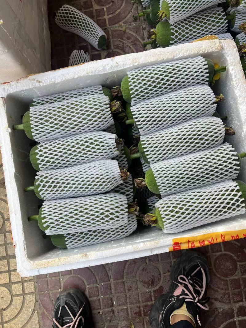 丝瓜