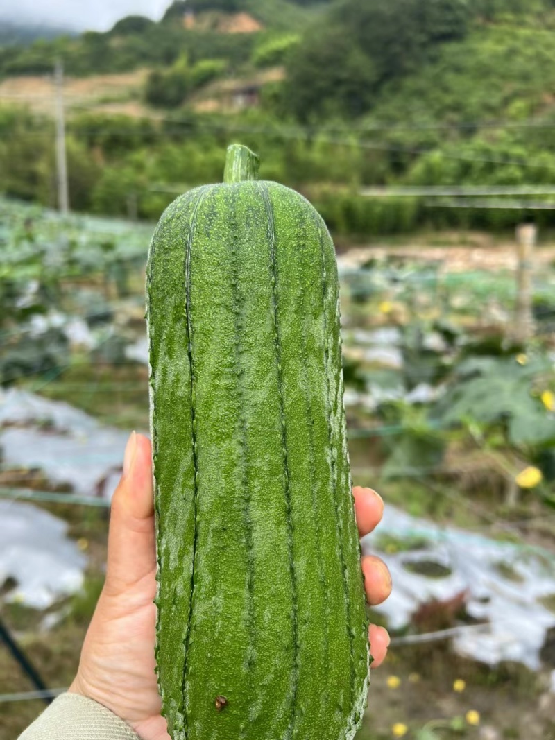 丝瓜