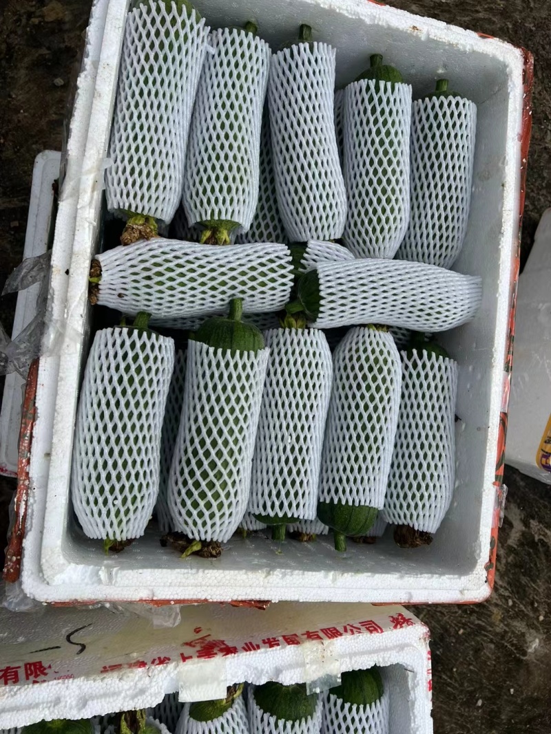 丝瓜